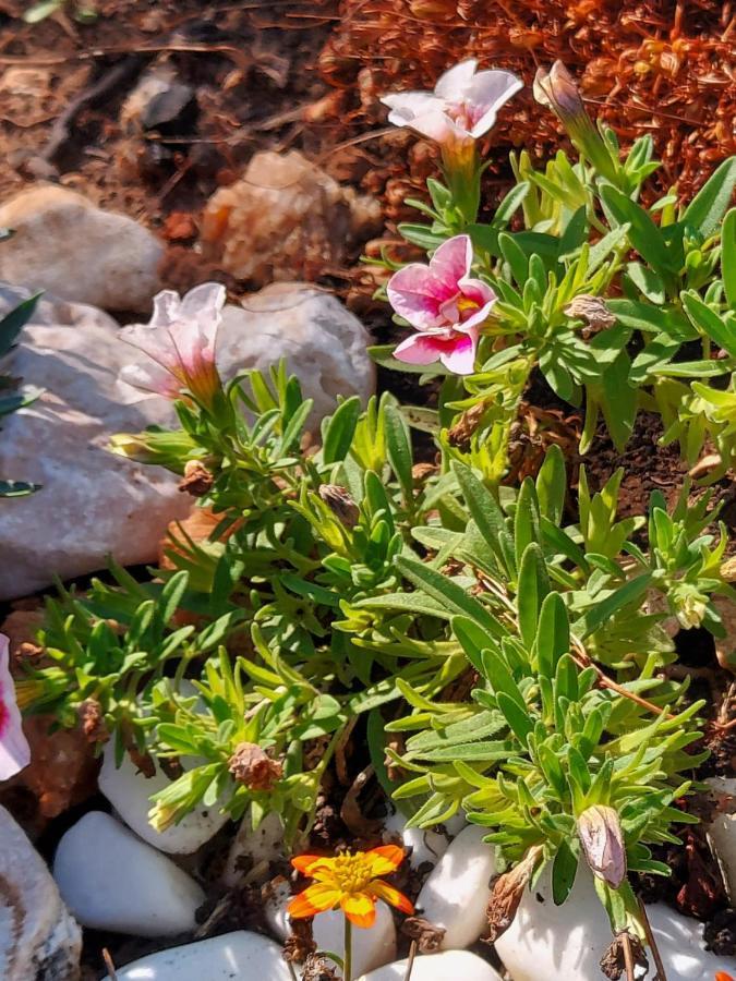 Villa Sommerzauber Mali Lošinj Esterno foto